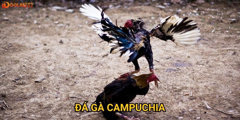 Đá gà Campuchia