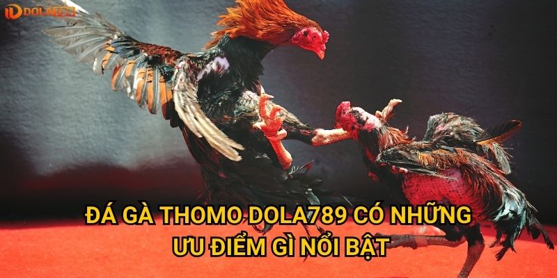 Đá gà Thomo Dola789 có những ưu điểm gì nổi bật?