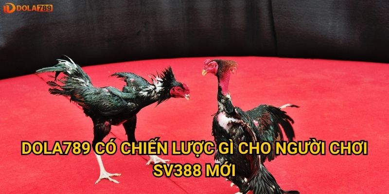 Dola789 có chiến lược gì cho người chơi SV388 mới?