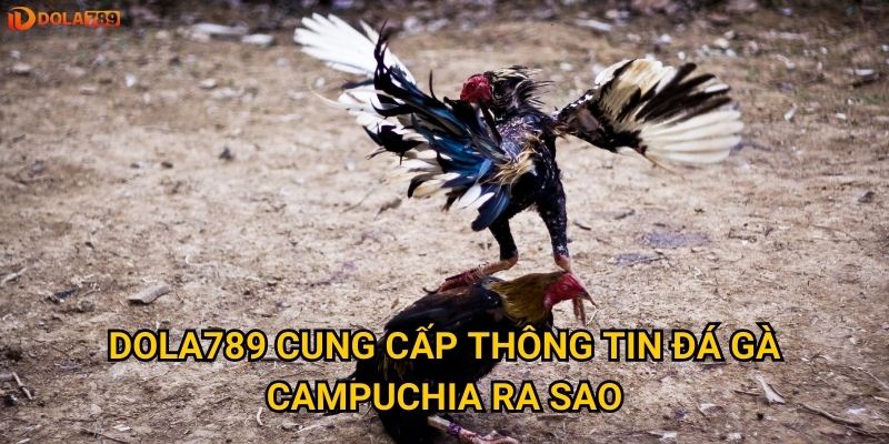 Dola789 cung cấp thông tin đá gà Campuchia ra sao?
